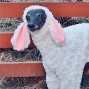 Meet your Posher, Cirie